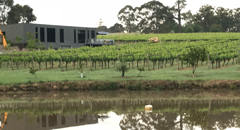 Many Hands Winery Vineyard